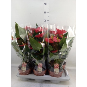 Anthurium andr. 'Tremendo'
