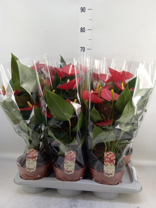 <h4>Anthurium andr. 'Tremendo'</h4>