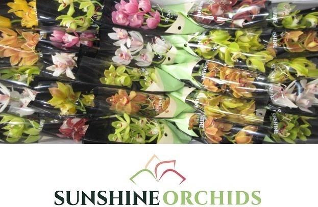 <h4>CYMB MI GEM</h4>