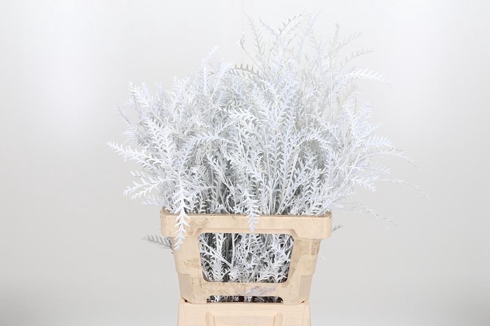 <h4>Grevilea Ivanhoe Kl Bh Wit</h4>