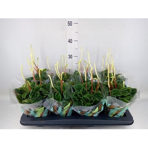 Peperomia caperata 'Lilian'