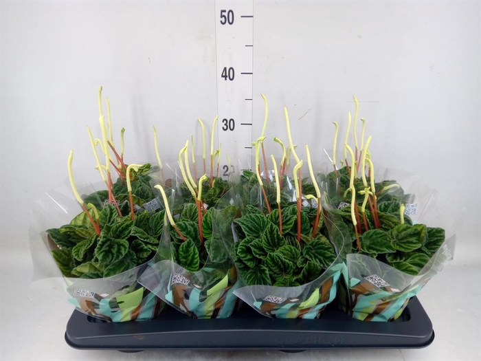 <h4>Peperomia caperata 'Lilian'</h4>