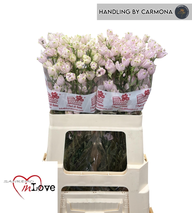 <h4>DELPH EN M SUG PINK</h4>