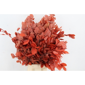 PF Beech Leafs Bs Red 150g