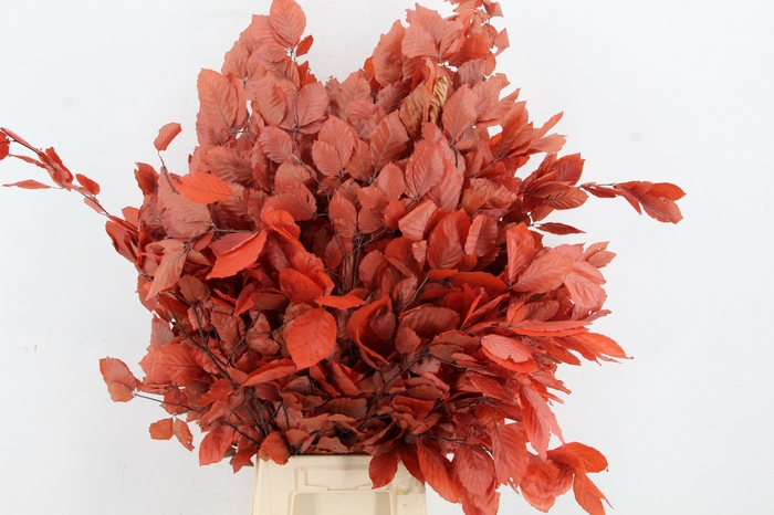 <h4>PF Beech Leafs Bs Red 150g</h4>