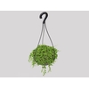 SENECIO HERREIANUS STRING OF BEADS C18 (COLAR DE AZEITONA)