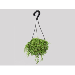 SENECIO HERREIANUS STRING OF BEADS C18 (COLAR DE AZEITONA)
