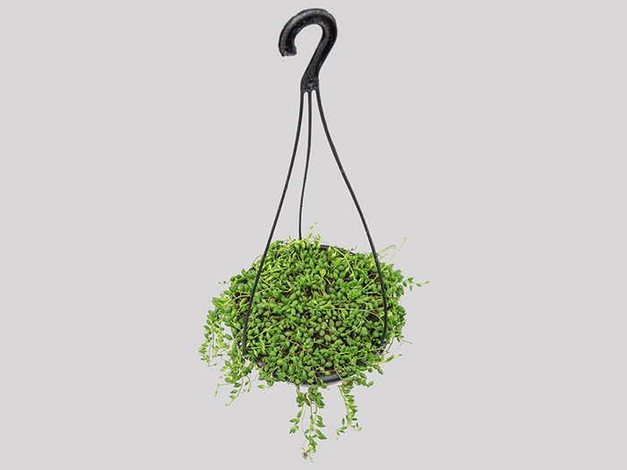 <h4>SENECIO HERREIANUS STRING OF BEADS C18 (COLAR DE AZEITONA)</h4>