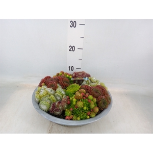 Sempervivum   ...