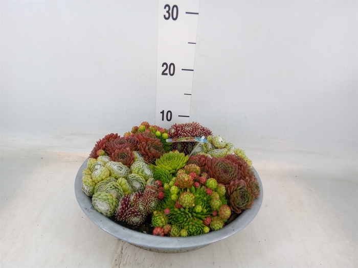 <h4>Sempervivum   ...</h4>