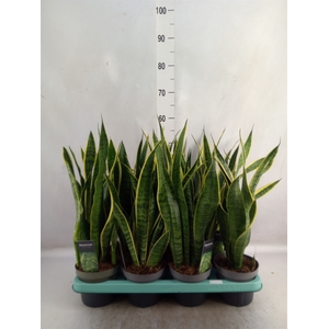 Sansevieria trifa. 'Laurentii'