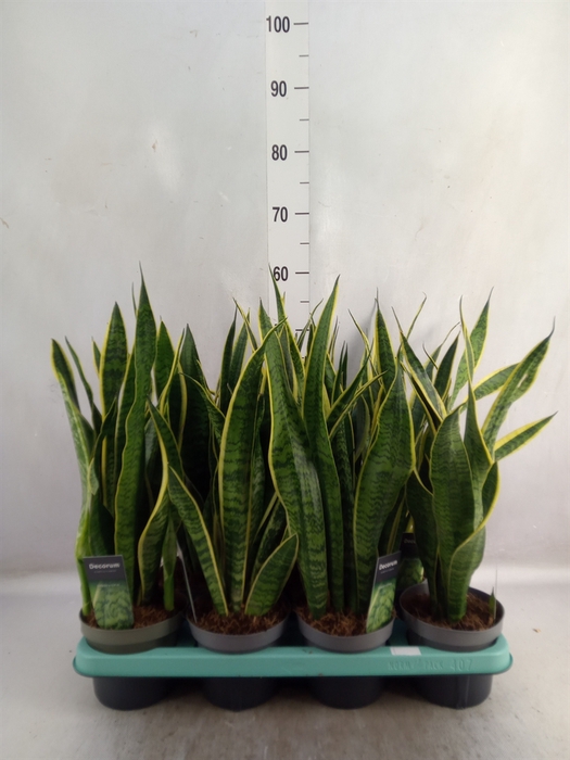 <h4>Sansevieria trifa. 'Laurentii'</h4>