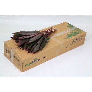 Cordyline Tops Red