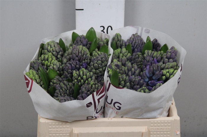 <h4>Hyac Delft Blue</h4>