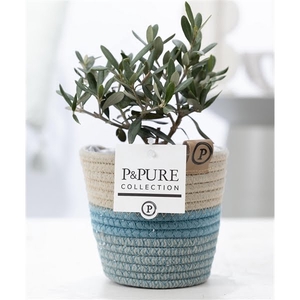 Olea Europaea in P&PURE Fashionpot Valerie