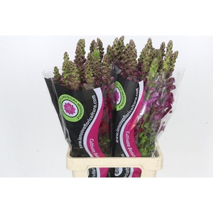 Antirrhinum Potomac Burgundy