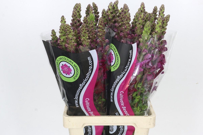 <h4>Antirrhinum Potomac Bordeaux</h4>