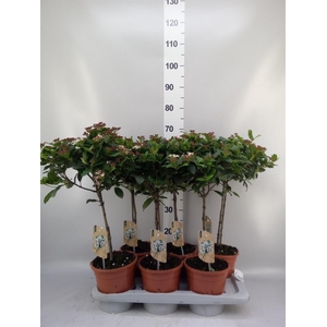 Viburnum tinus 'Gwenllian'