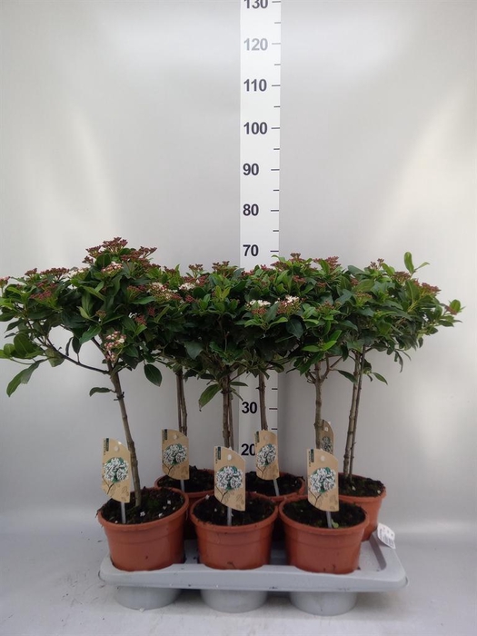 <h4>Viburnum tinus 'Gwenllian'</h4>