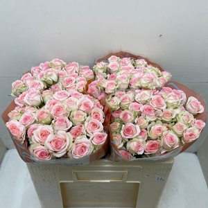 Rosa TR 'Happy Wedding'