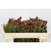 Kaaps Groen Brunia Fragarioides (Clusterstar)