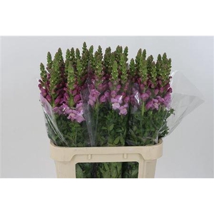 Antir Mary Lavender