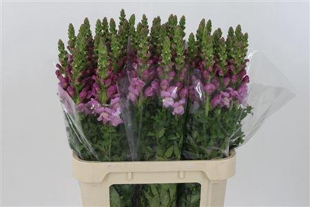 <h4>Antir Mary Lavender</h4>