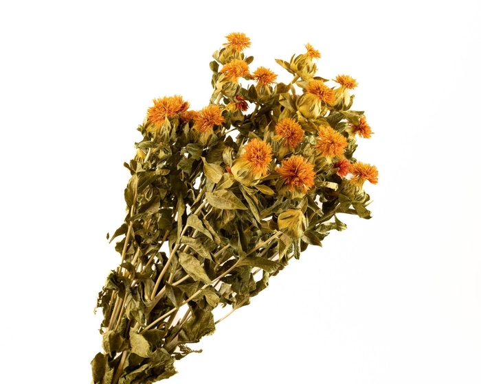 Carthamus Orange