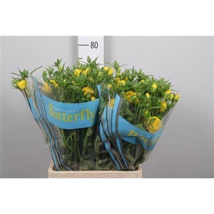 Ranunculus Butterfly Artemis 70cm