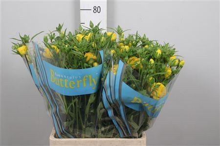 <h4>Ranunculus Butterfly Artemis 70cm</h4>