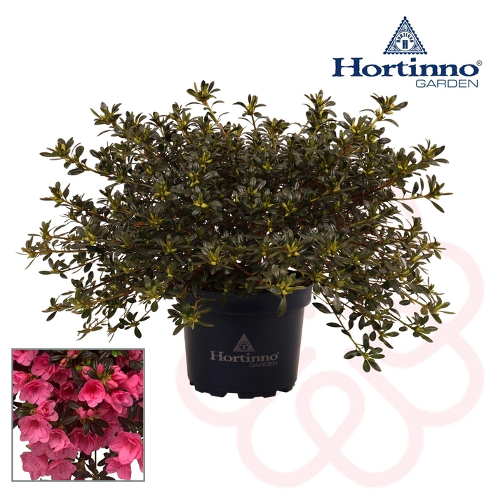 <h4>Hortinno® Garden Cascadula Bright Fuchsia groen 30 - 40 cm</h4>