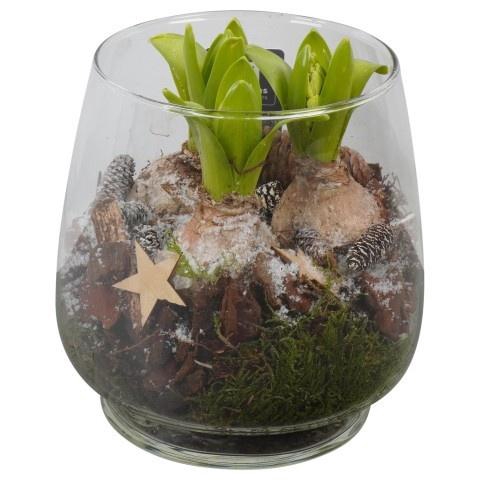 <h4>PTWH7713 Arrangement Winter Hyacint in glas vaas</h4>