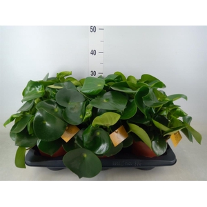Peperomia polybotrya 'Raindrop'
