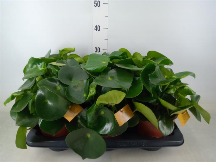 <h4>Peperomia polybotrya 'Raindrop'</h4>