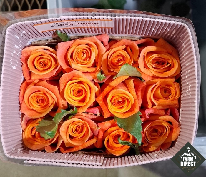 <h4>R GR MANGO TANGO</h4>