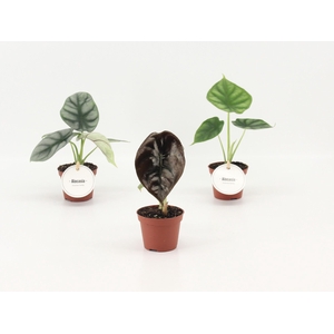 Alocasia Mix P6