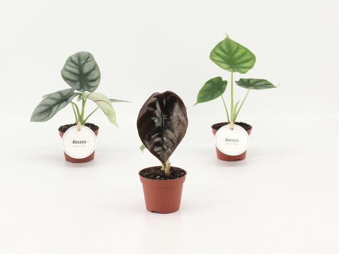 <h4>Alocasia Mix P6</h4>