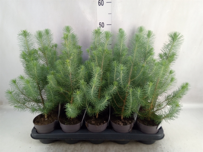 Pinus pinea 'Silver Crest'