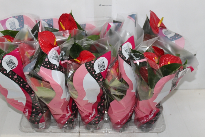 <h4>ANTHURIUM VARIADO P12</h4>