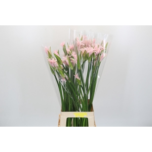 Nerine Light Pink