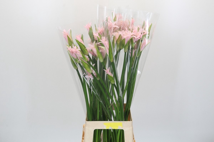 <h4>Nerine Light Pink</h4>