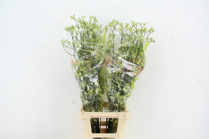 <h4>ANIGOZ GREEN</h4>