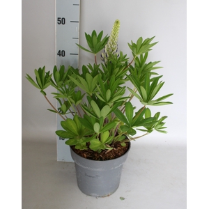 vaste planten 19 cm  Lupine lupinova Cierra (blauw)