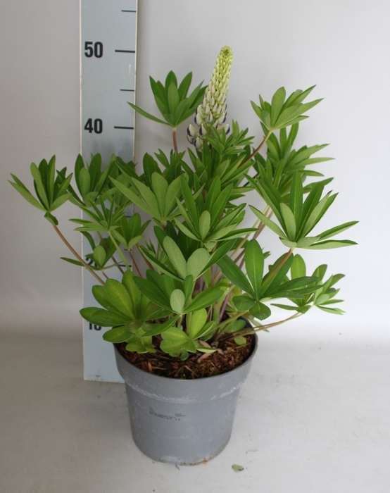 <h4>vaste planten 19 cm  Lupine lupinova Cierra (blauw)</h4>