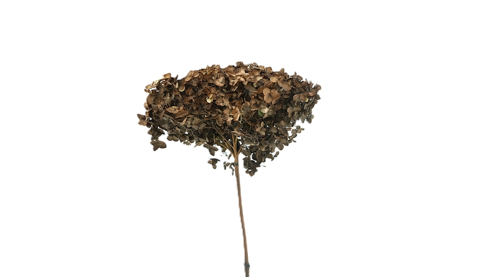 <h4>Dried Bleached Hydrangea Dark Mocca</h4>