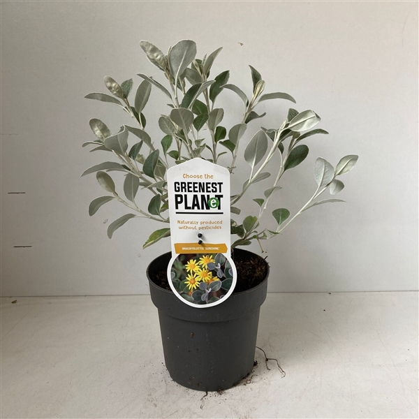 <h4>Brachyglottis 'Sunshine'</h4>