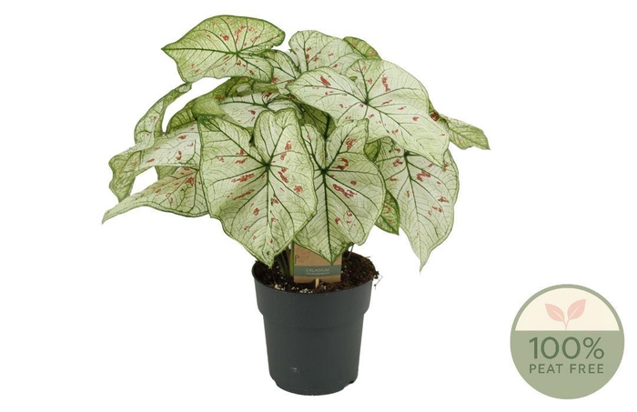 <h4>Caladium   ...</h4>