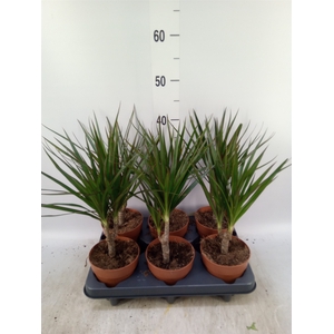 Dracaena marg.