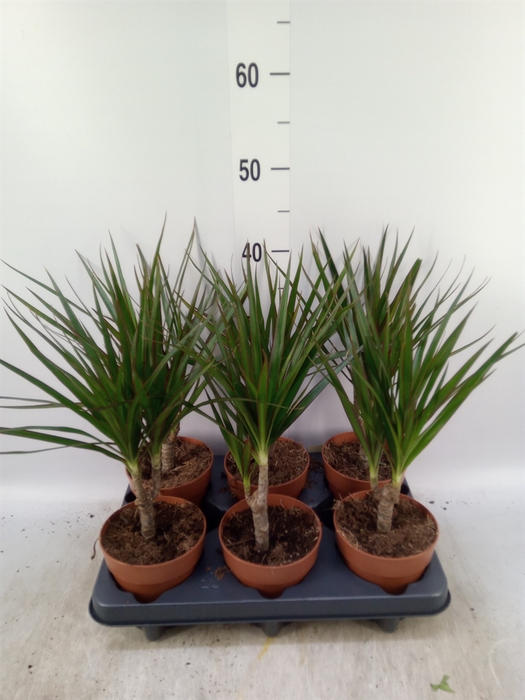 <h4>Dracaena marg.</h4>