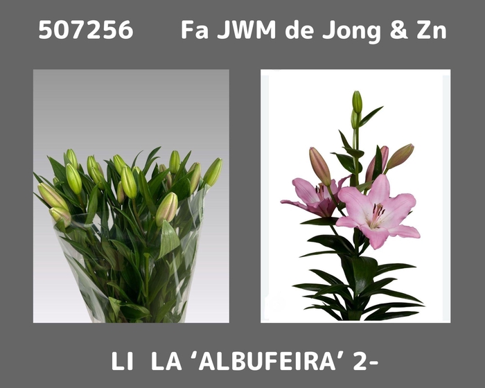 Li La Albufeira